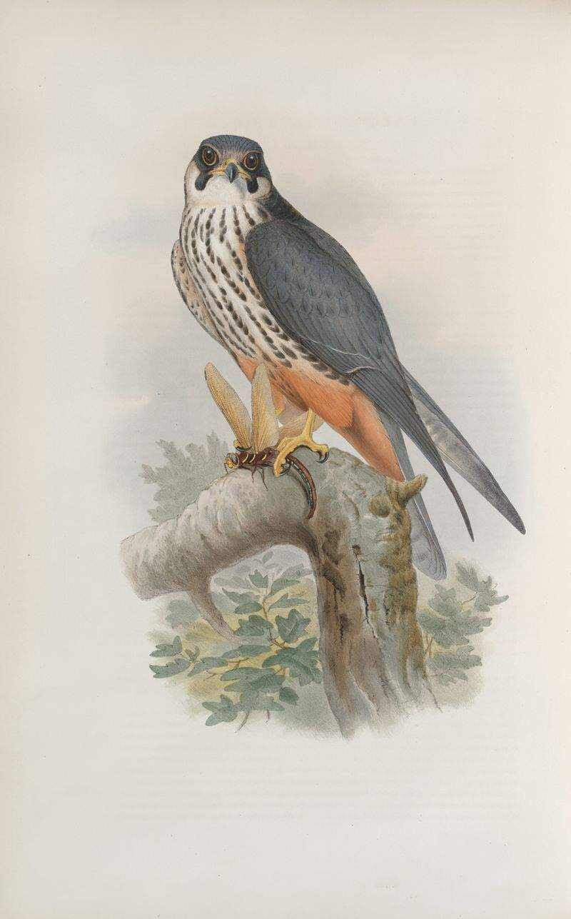 趣味の楽園株式会社 - Image 9